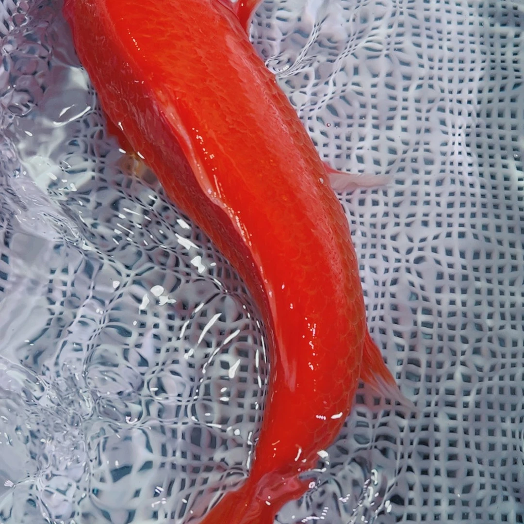 锦鲤锦鲤冷水鱼观赏