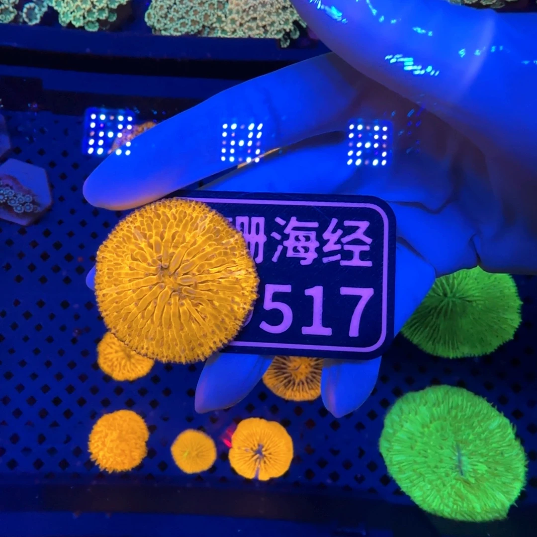 摇***摇纽扣珊瑚又又不包邮飞盘D517