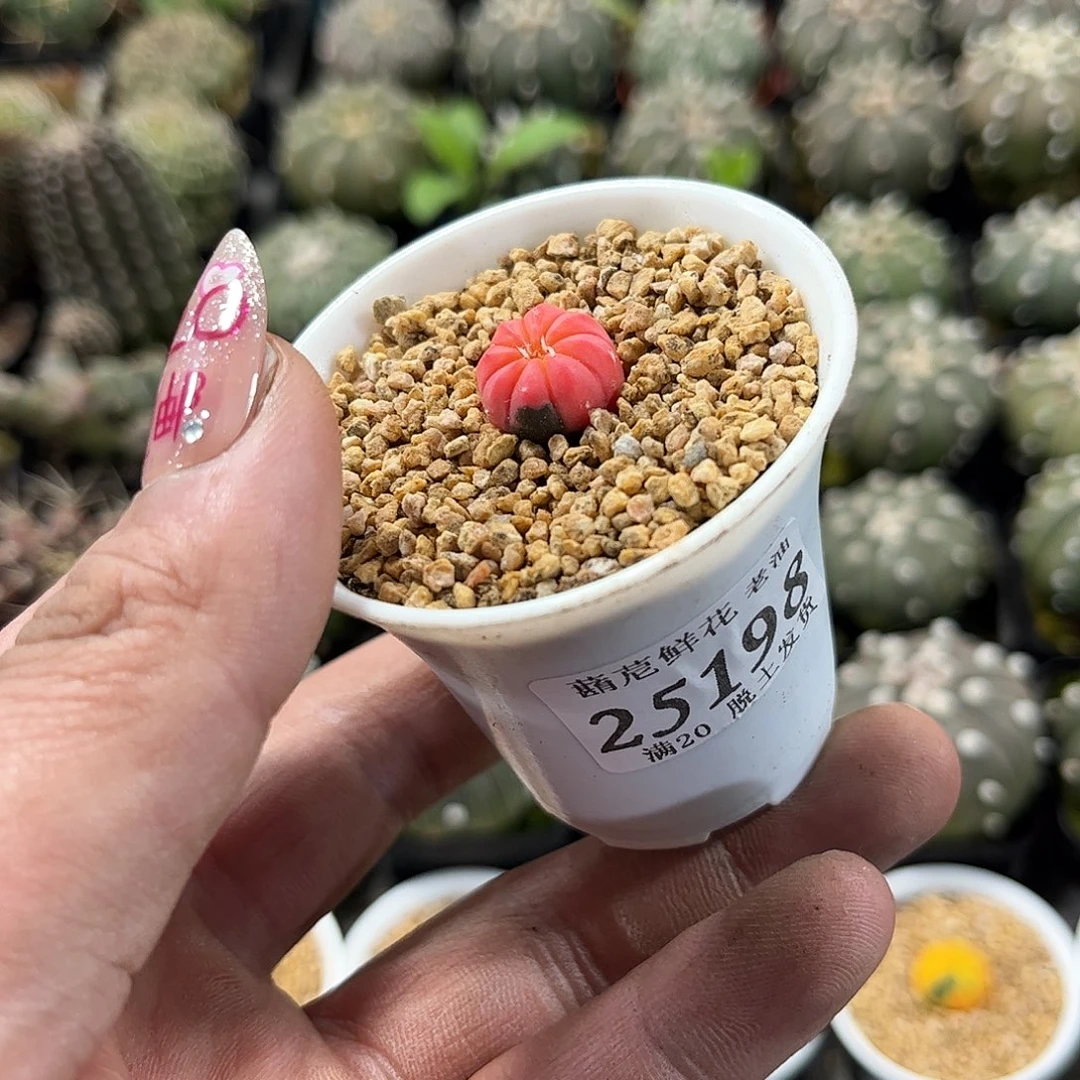 呦*.25198一物一拍单头