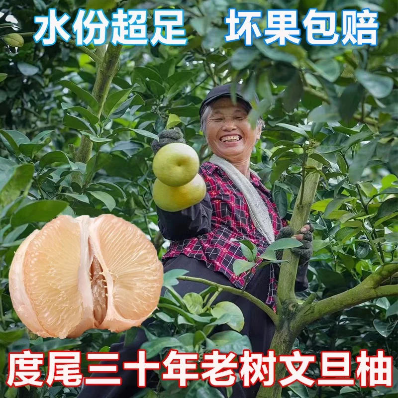 福建度尾文旦柚老树现摘新鲜多汁香甜可口当季水果