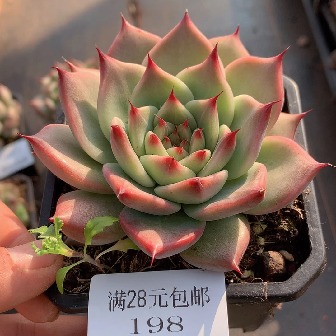 【闪购商品】云198