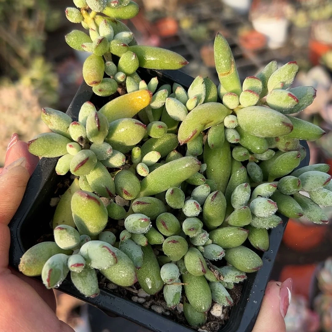 多肉植物精灵福娘