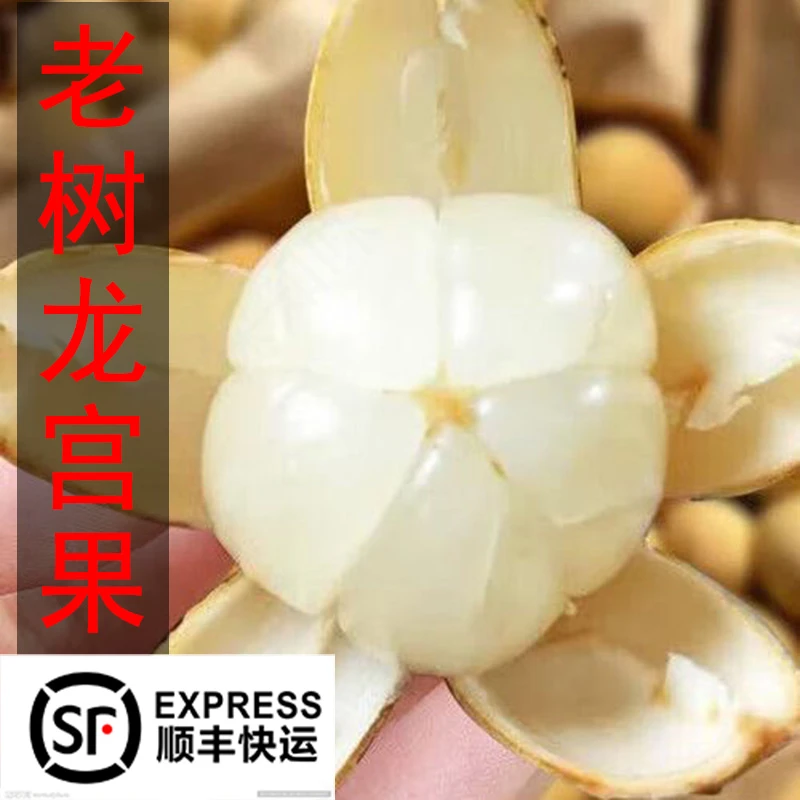 探知味水果龙宫果泰国精选老树大果龙宫果三斤装家庭分享优选顺丰