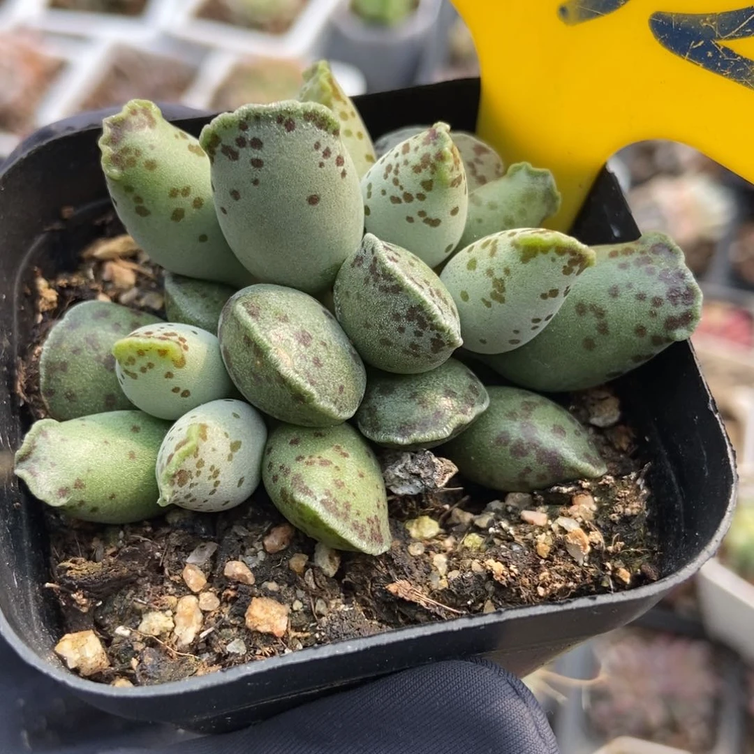 632海豹多肉植物保护