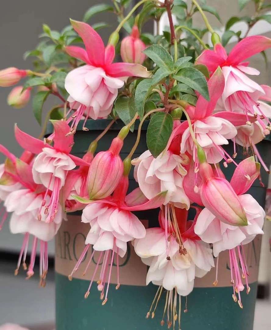 【李先生】白叶裙~重瓣倒挂金钟室内观赏花带花带花苞发货