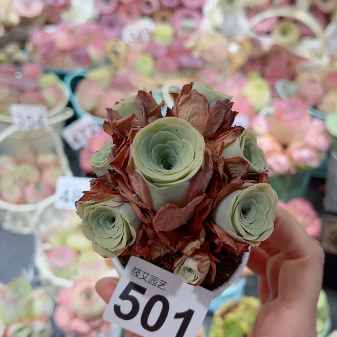 501黄绿色小树桩飘枝群。 一物一拍