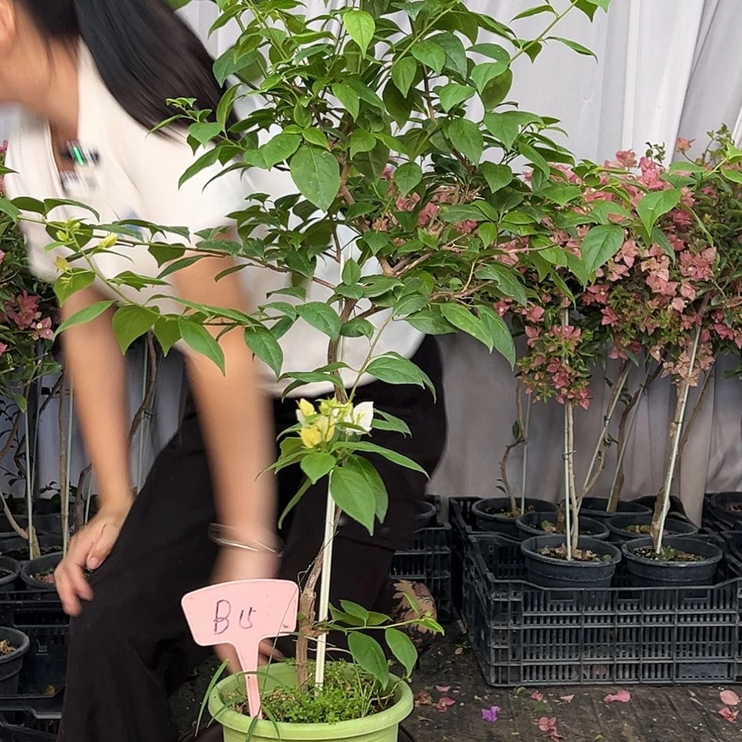 用***8当前无花栽培后可以开花B15苏瓦娜