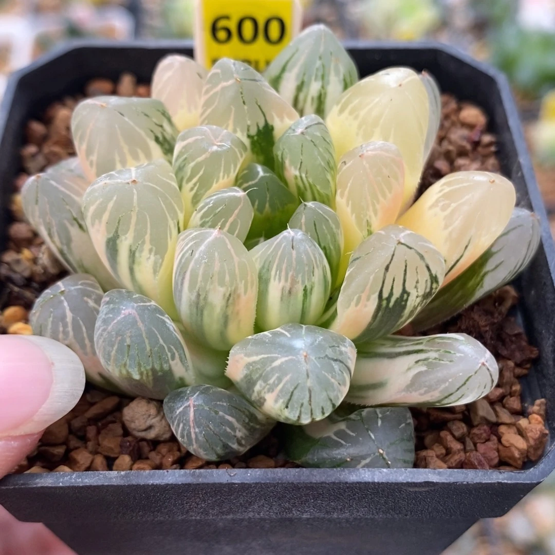 600实生玉露锦一物一拍