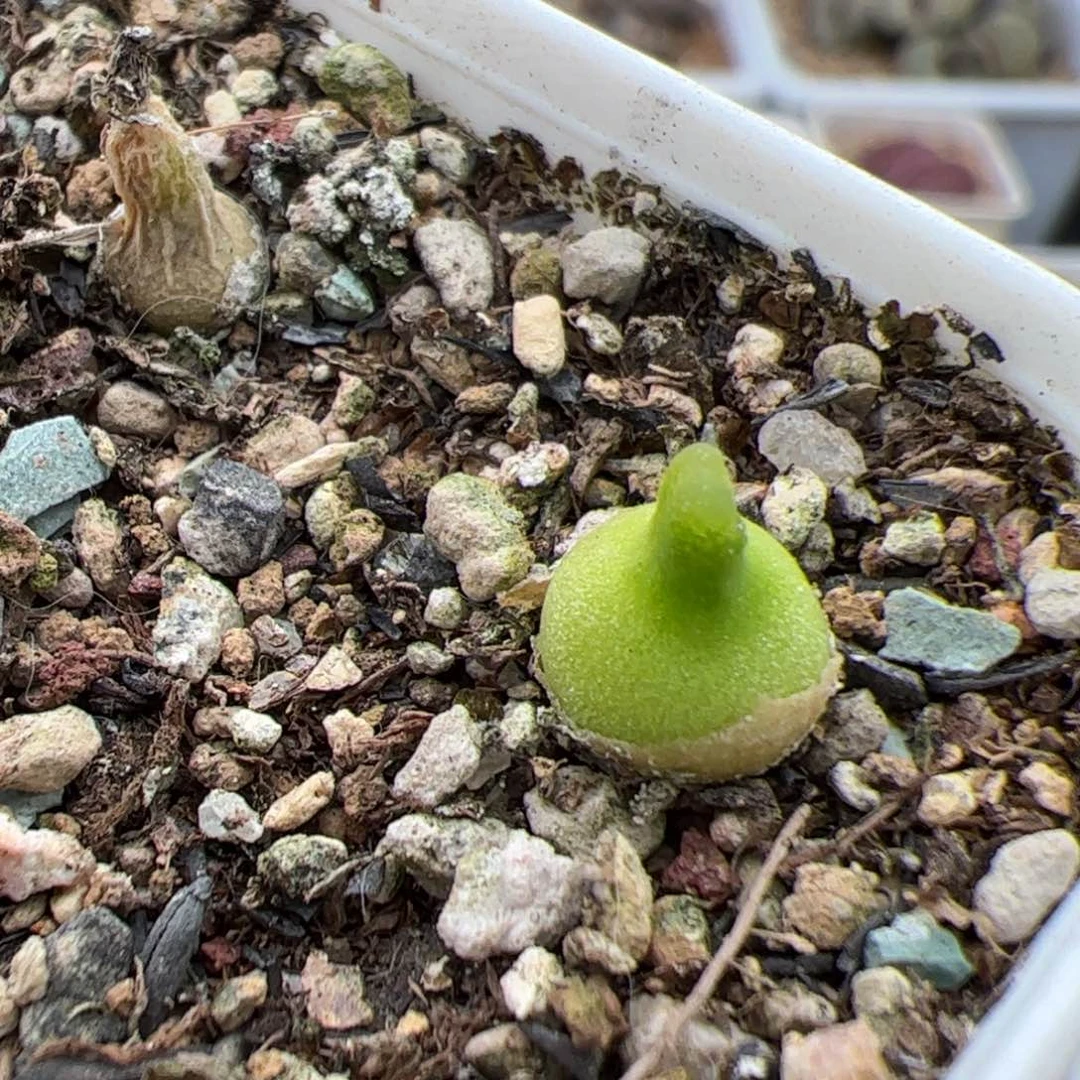 0140号小葫芦 多肉植物