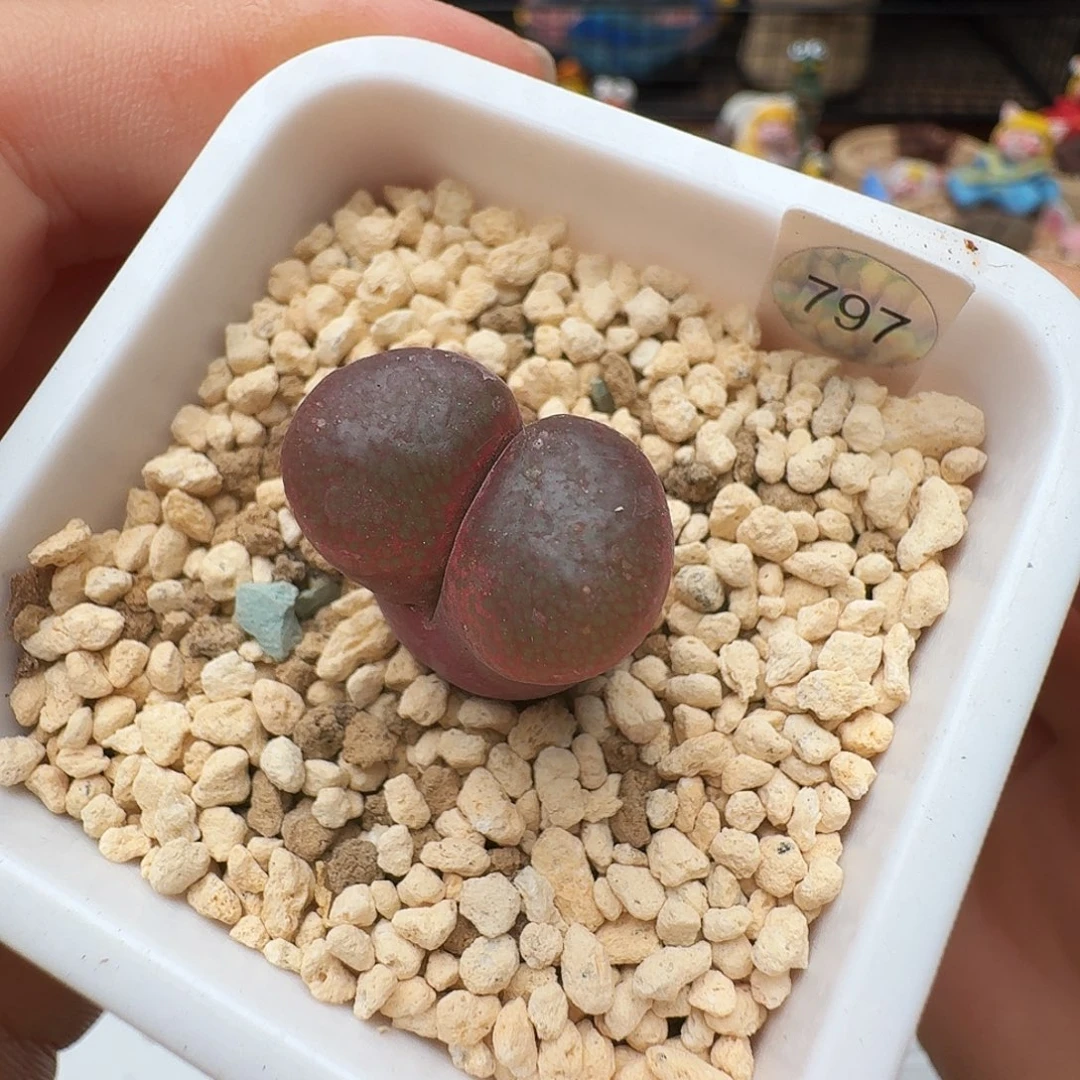 多肉植物福利风铃797