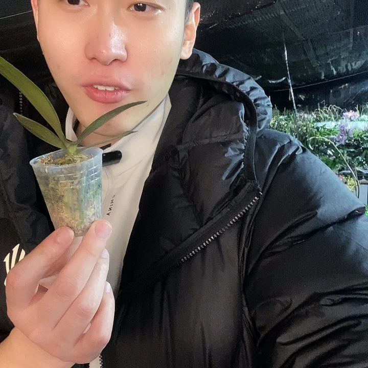 无花朵黄金谷蝴蝶兰