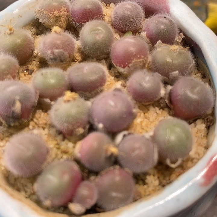 园艺史蒂芬尼毛球一颗。