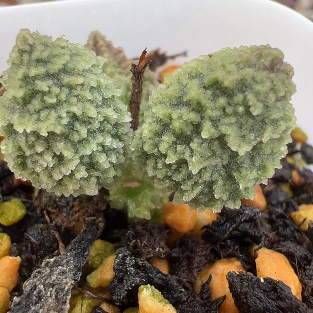 陈***淇实生新品多肉植物水泡