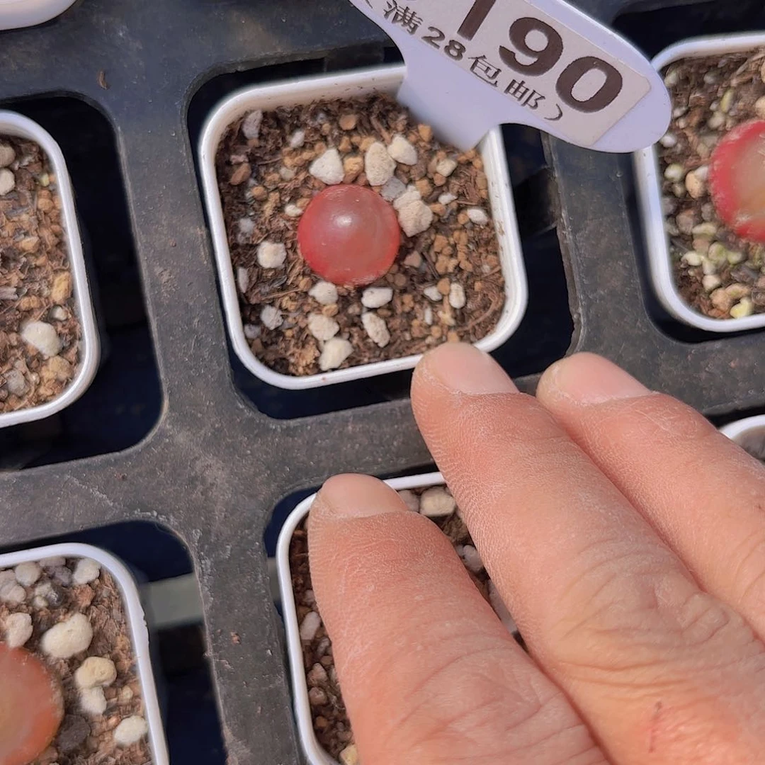 B190灯泡一物一拍