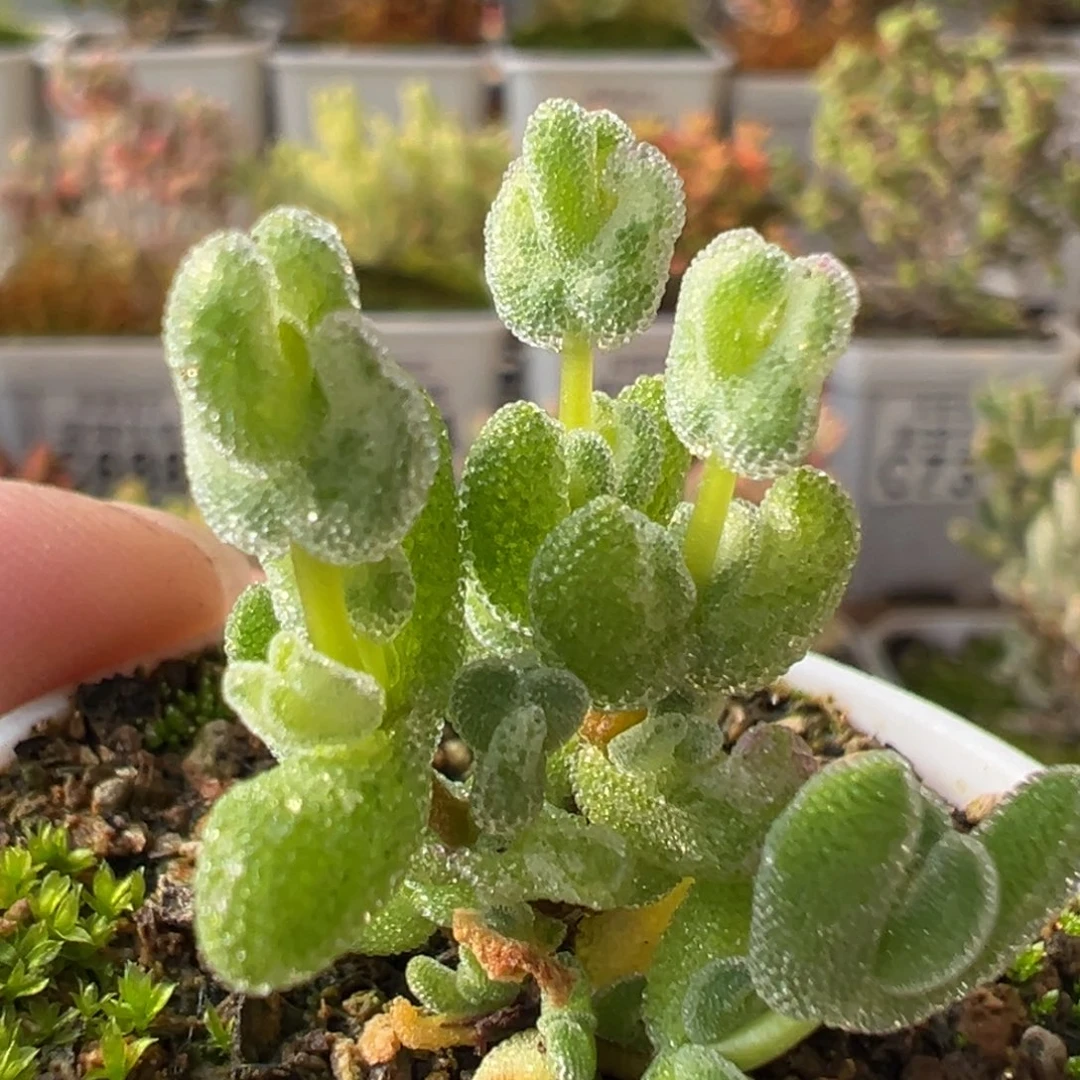 31-809乐曲五圆盆一物一拍