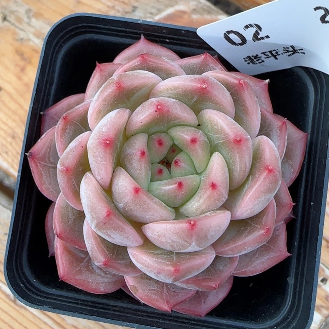 花语逸境0221-02晴川上量一个
