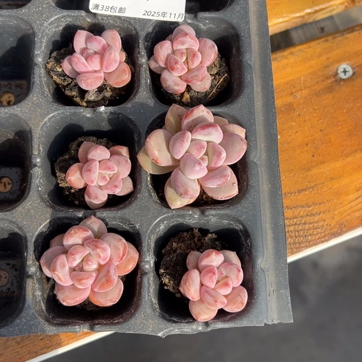 张张精品多肉甄选6颗091