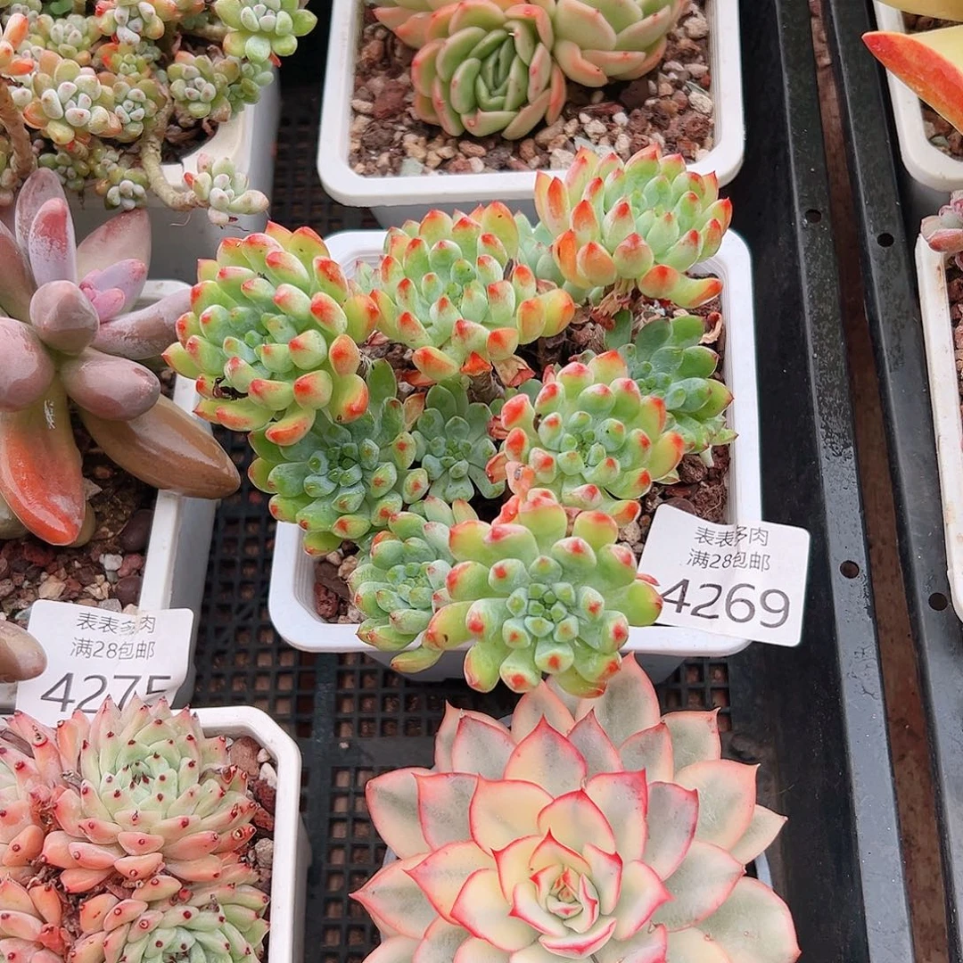 N***t多肉＿物一拍植物4269