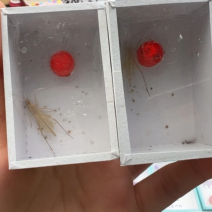 普通柬埔寨竹岭两只