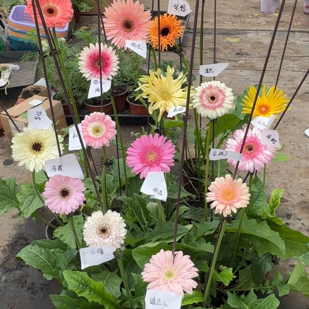 无花朵不包含西雅圣托紫星球 其他任选6盆