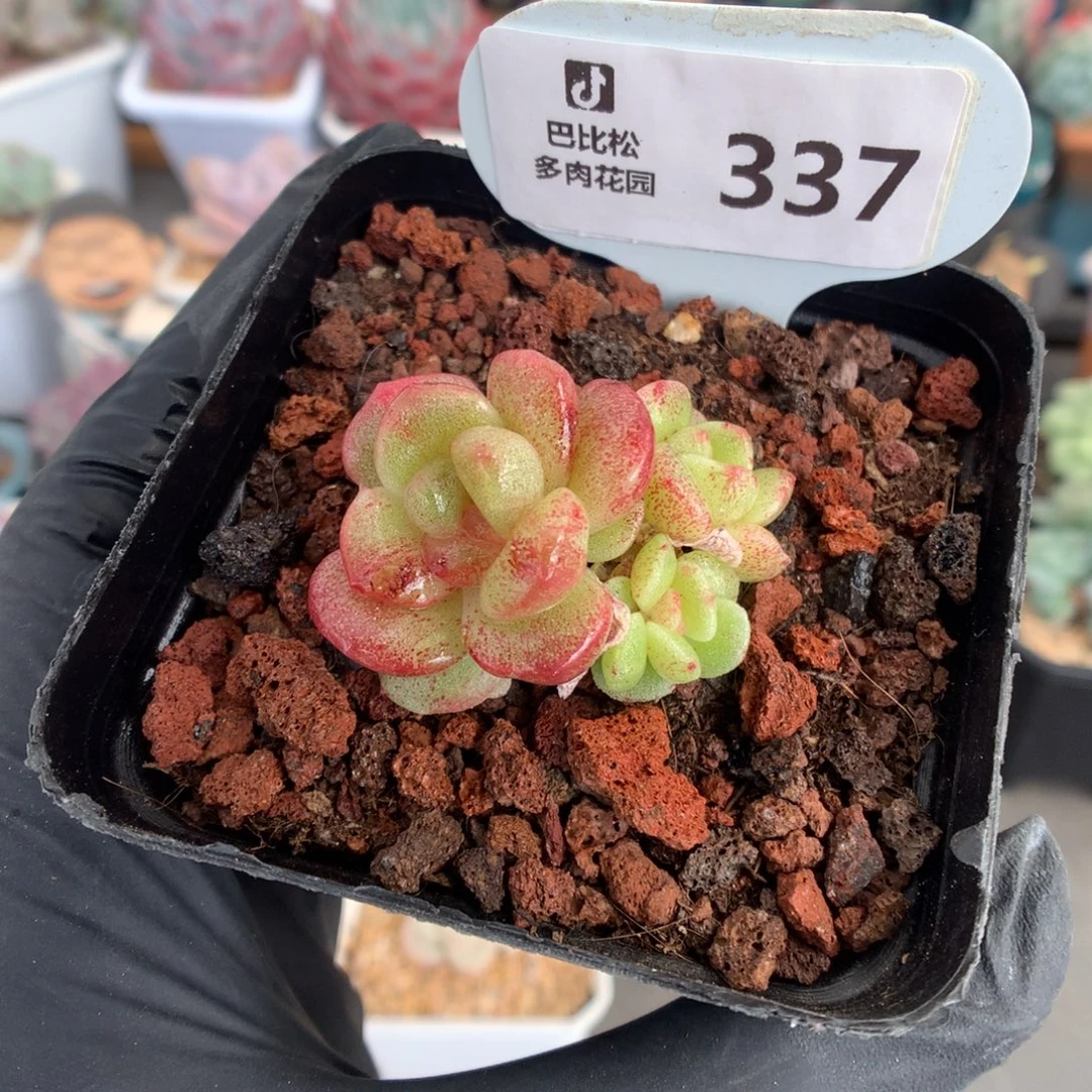 337 冰玉石化多肉