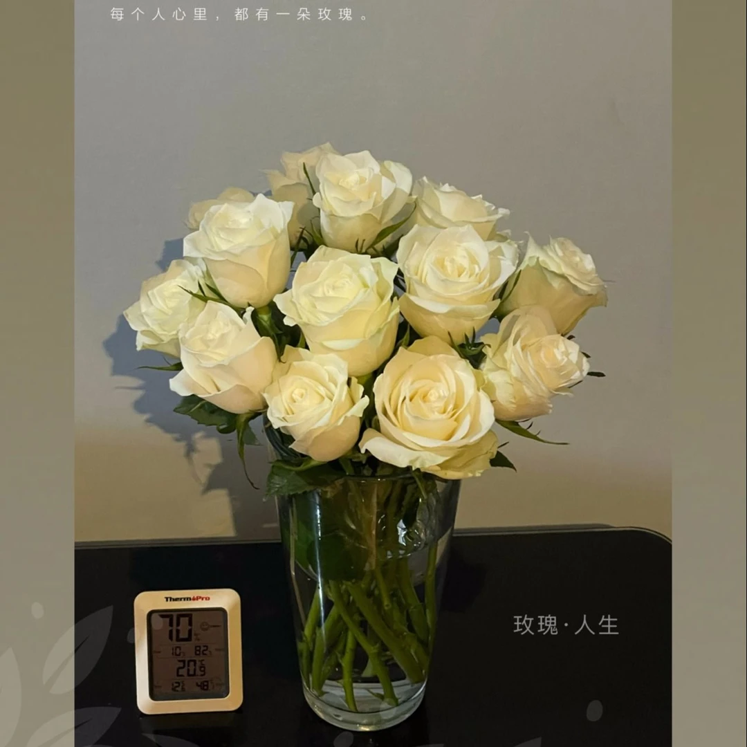 DIY自选花材单支白玫瑰鲜花