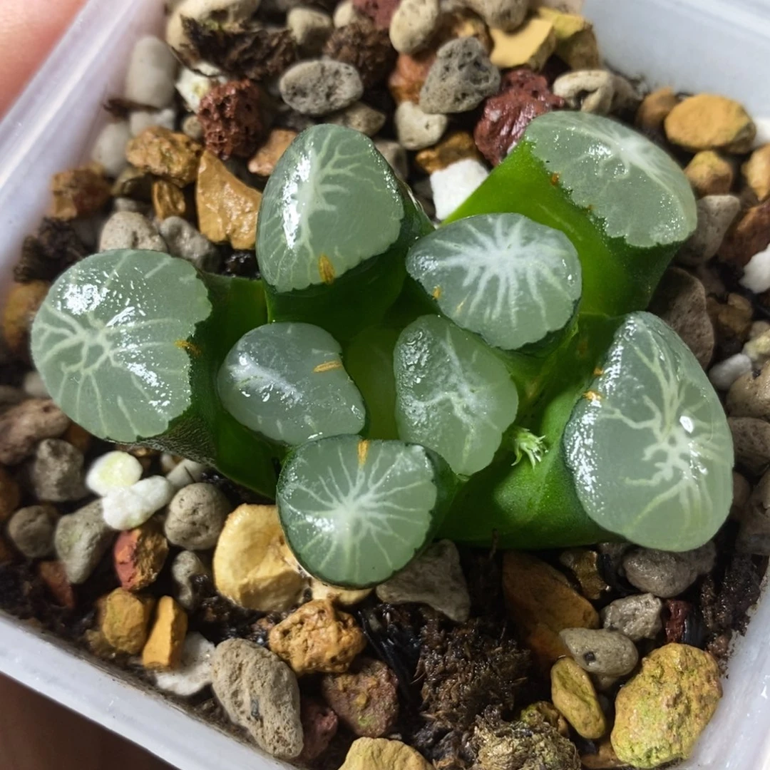 735欧若拉万象一物一拍