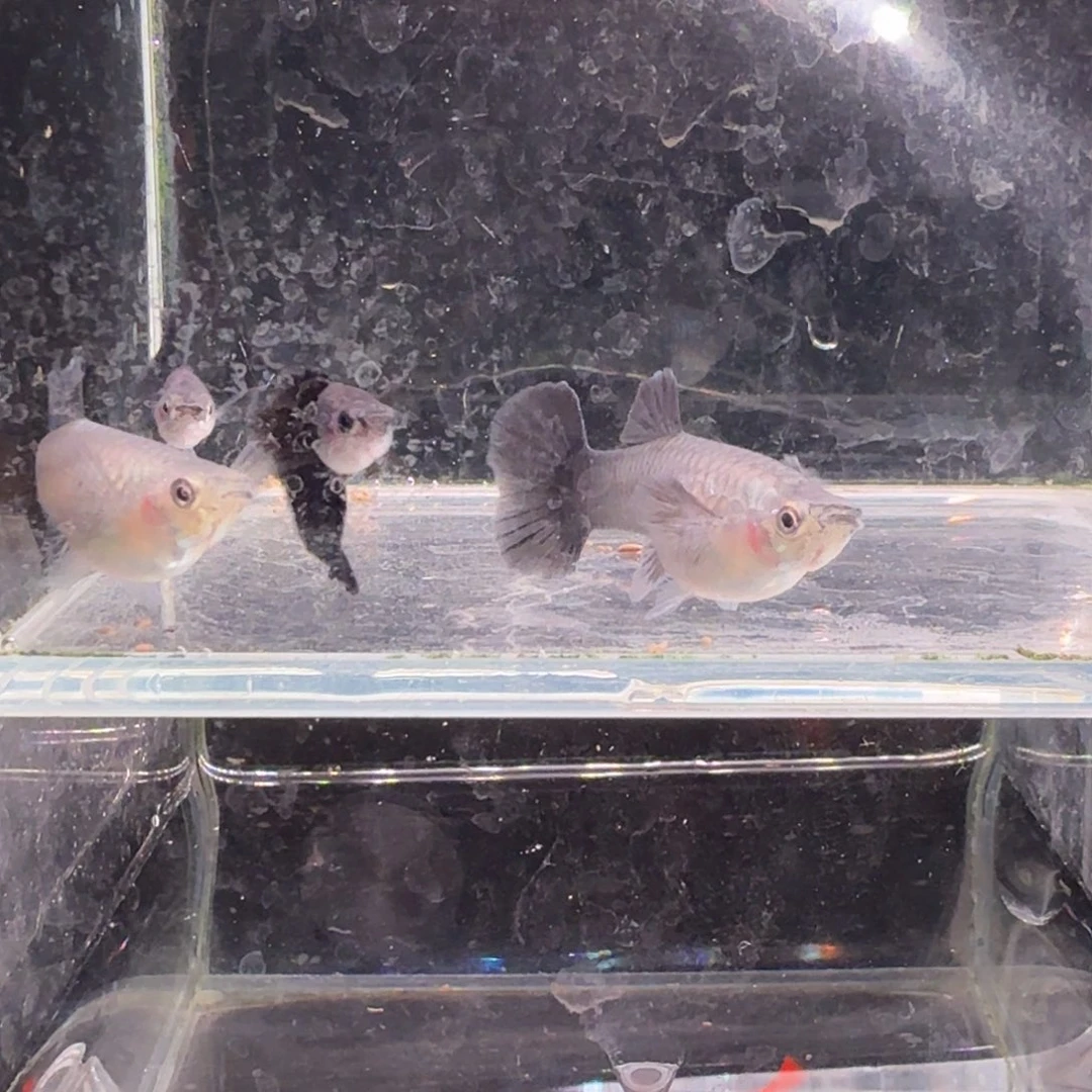 孔雀鱼紫罗兰2对孔雀鱼