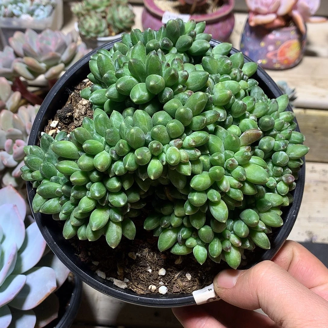 0050千代田缀一颗15厘米