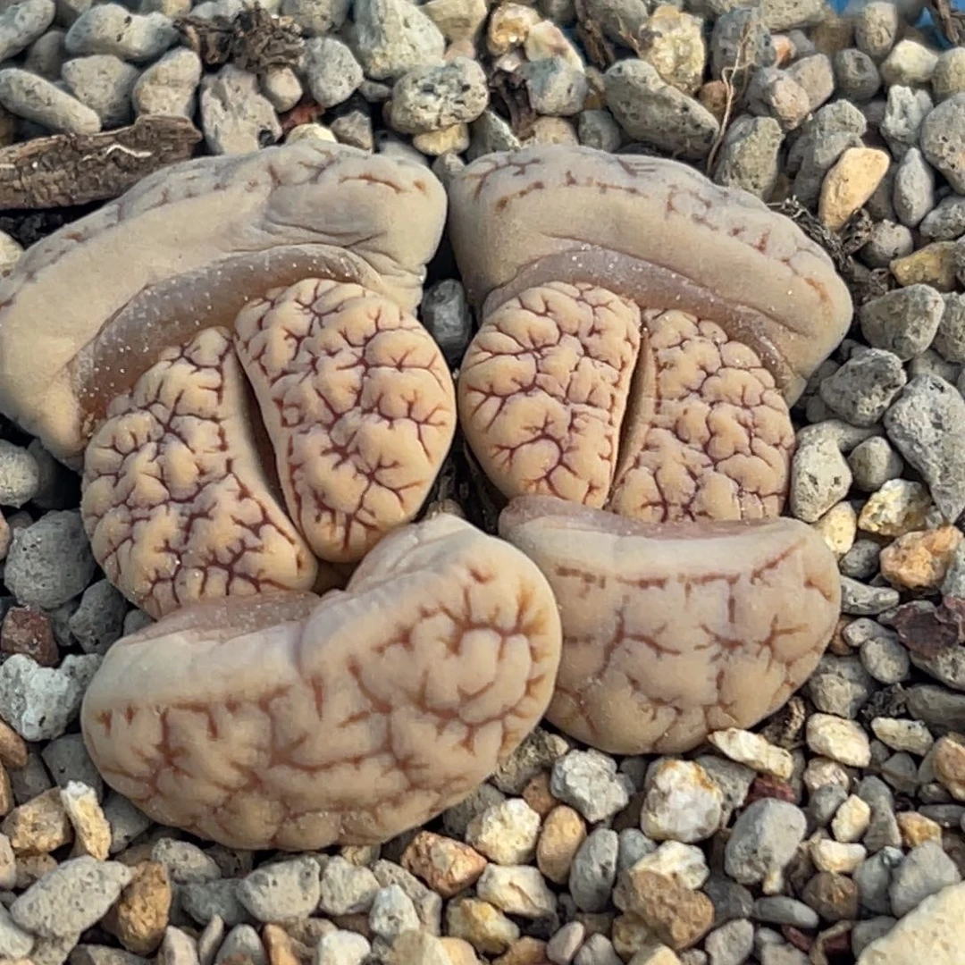 8450双头红纹189一颗