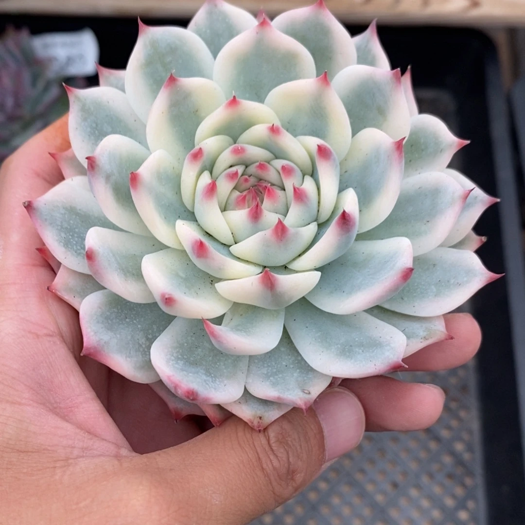 吉娃娃多肉植物8886