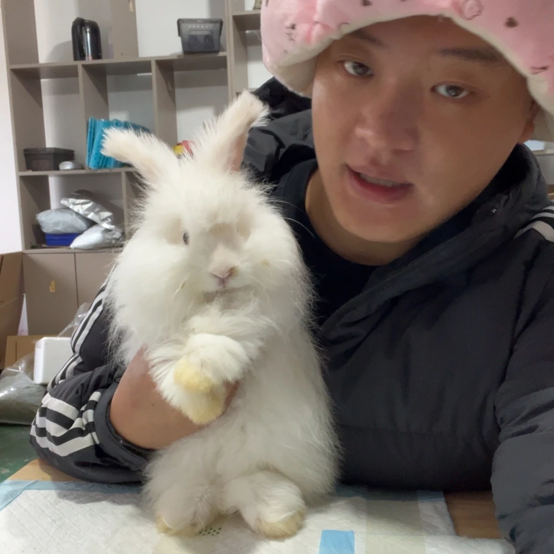 双血统英系安哥拉兔子