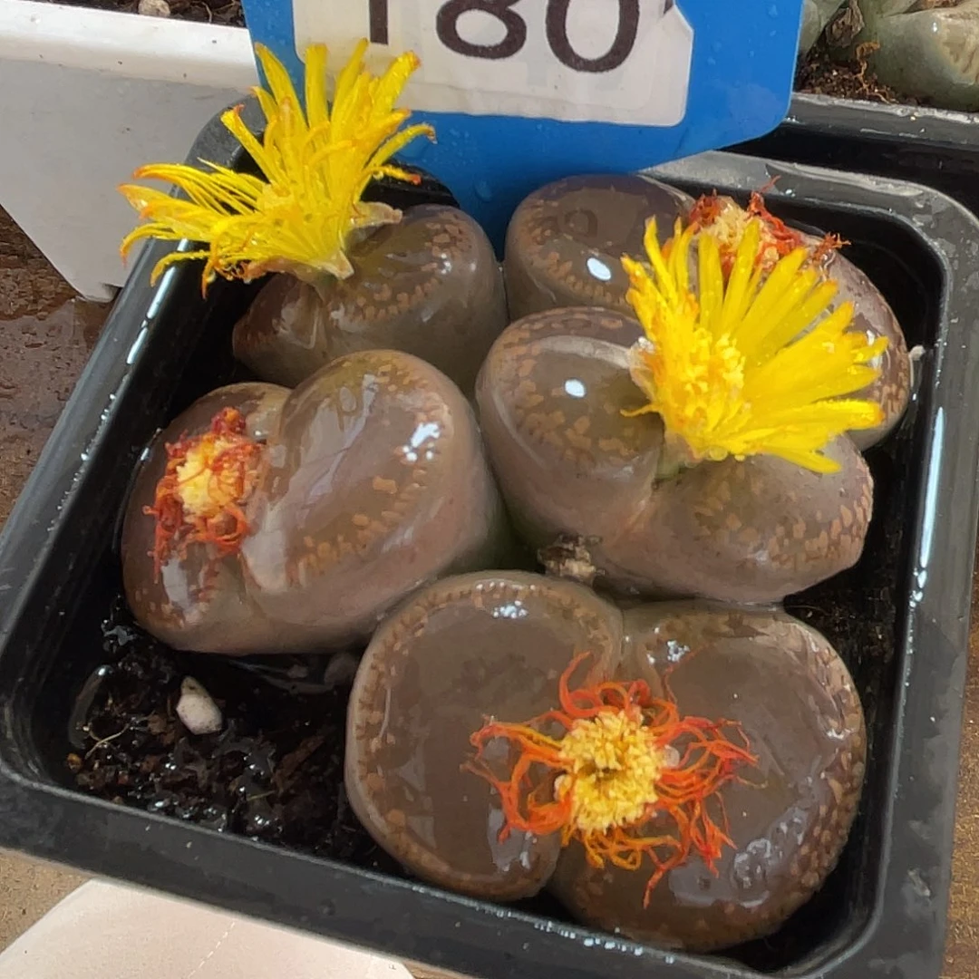 生石花一颗00180