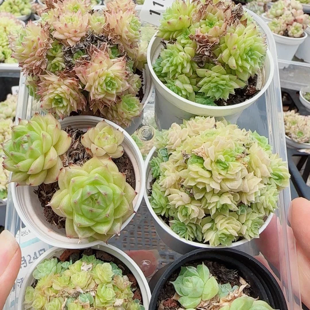 花语逸镜0724-110散六个开播福利
