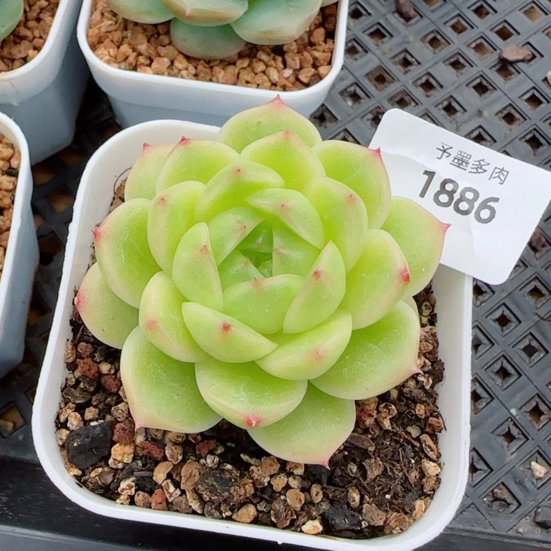 冰云，1886多肉植物