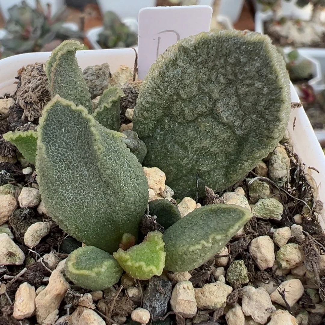 实生新品大苗多肉植物水泡