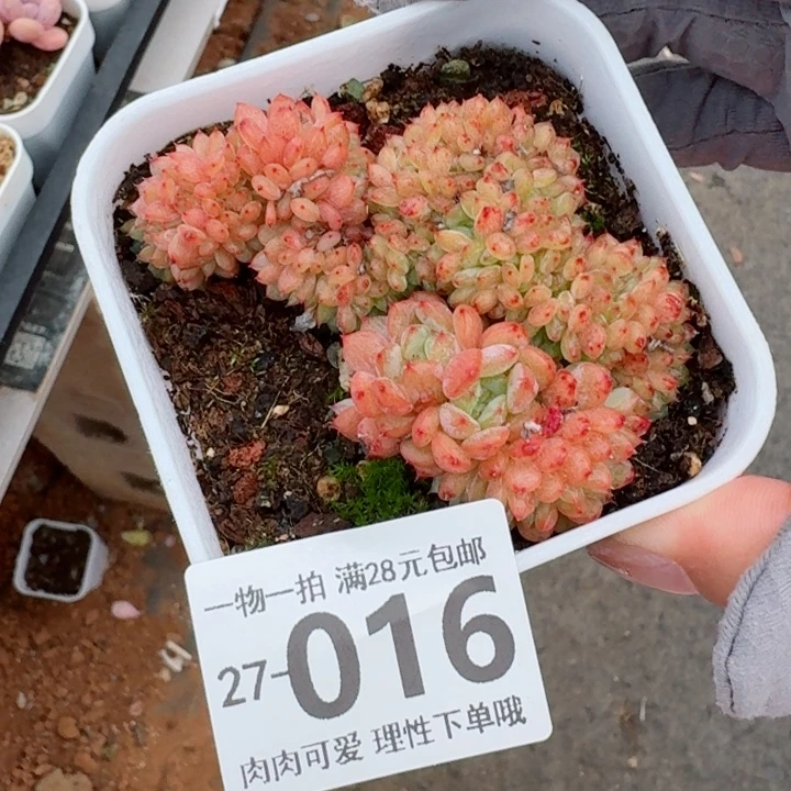 白胖子缀化多肉多肉植物多肉