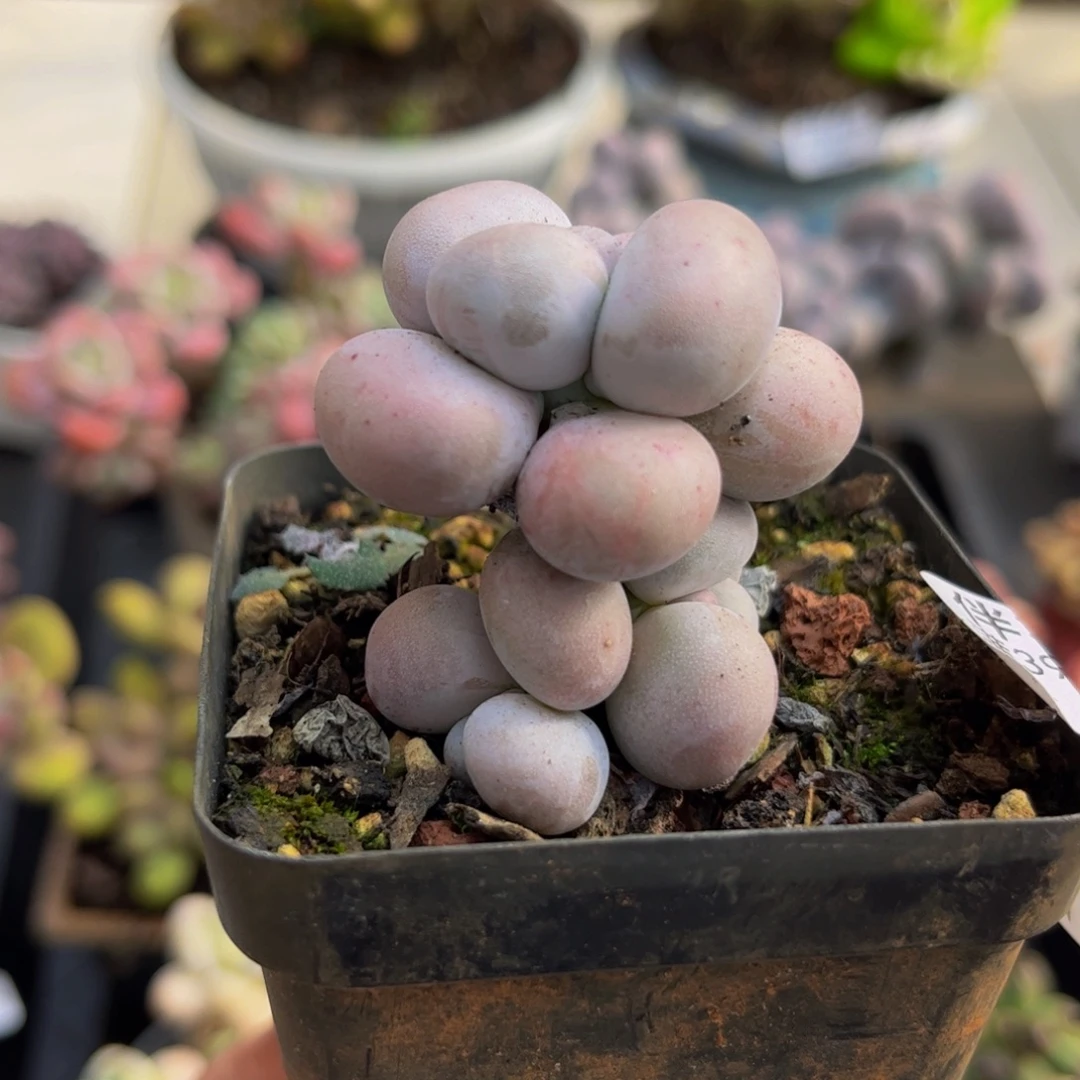 562/3cm芭比奶酪多肉植物