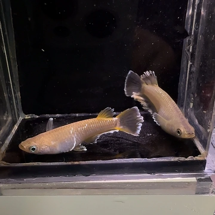 青鳉鱼一物一拍553