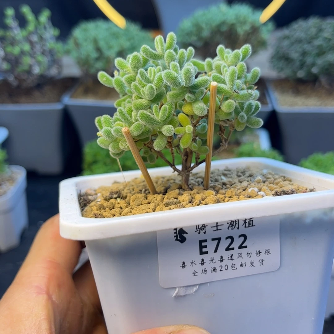722优选冰晶枝干番杏