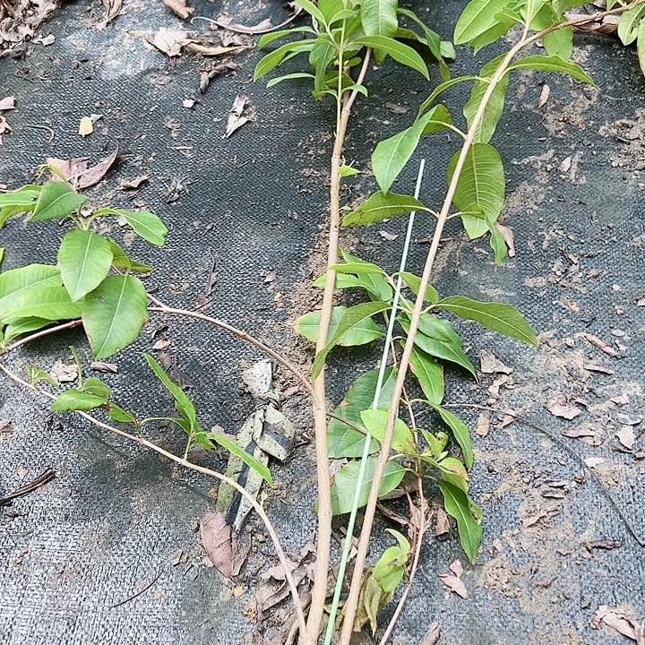 珍珠芭乐单****芳24667777