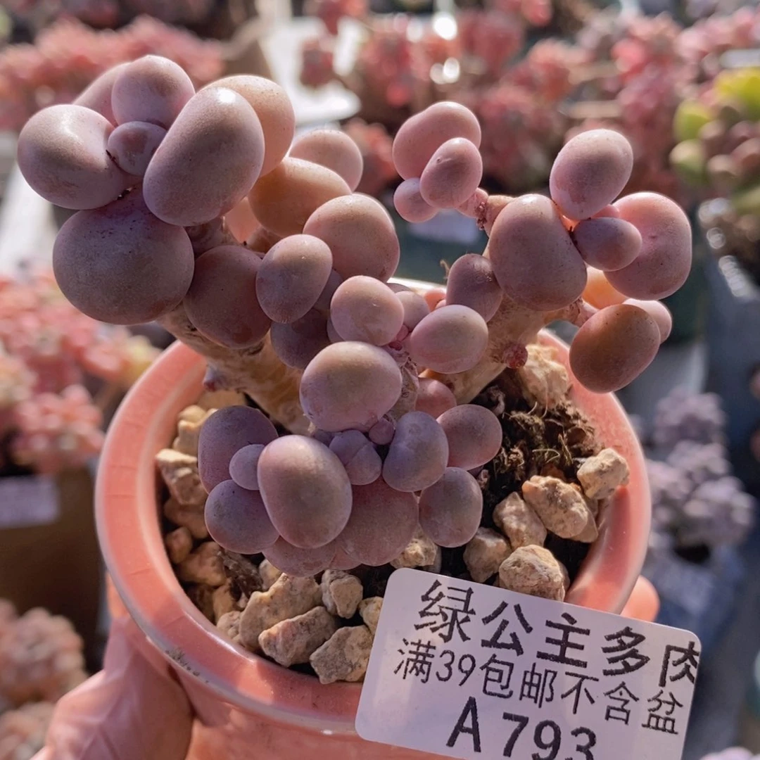 腰子桃蛋老桩7cm793多肉植物