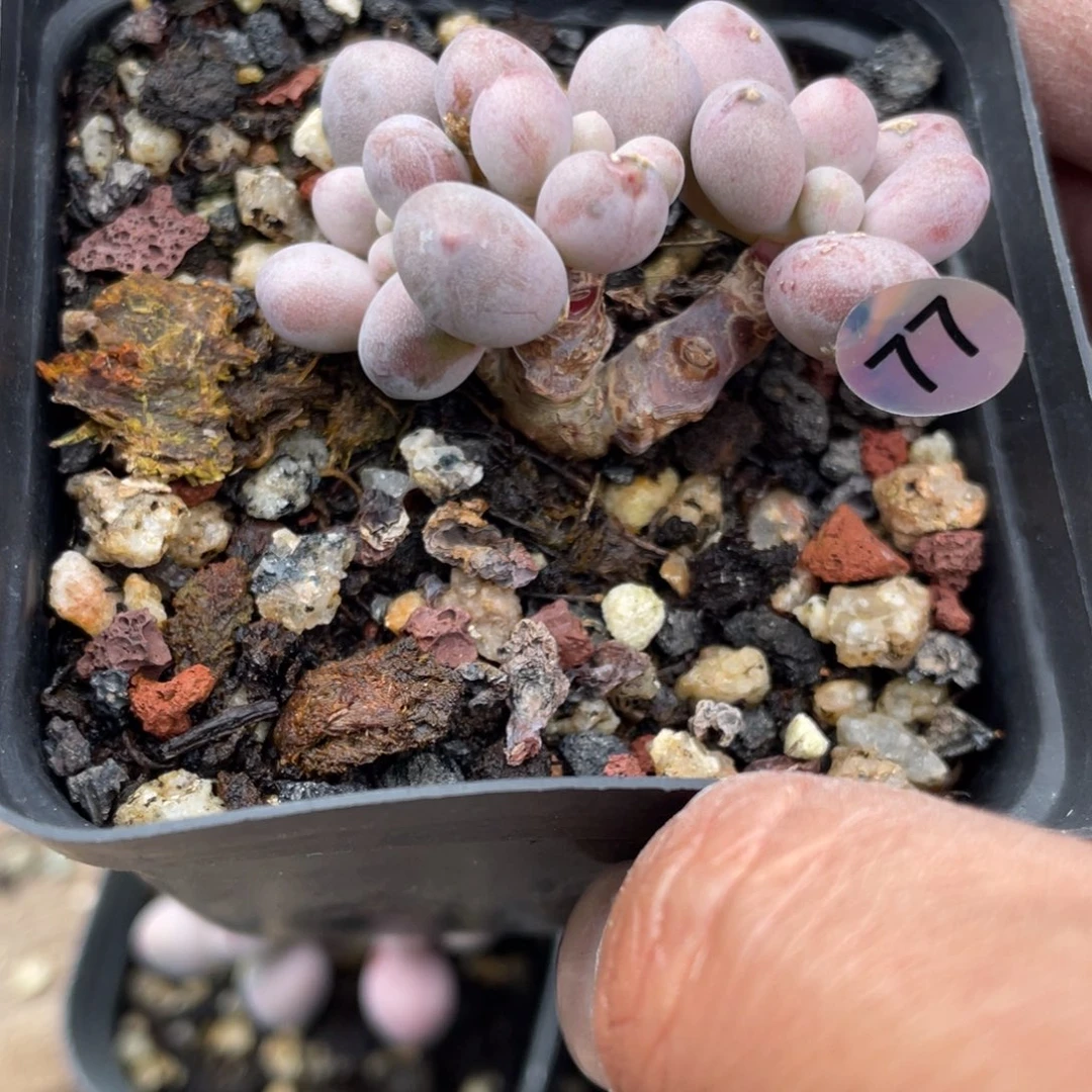 桃花奶酪多肉植物