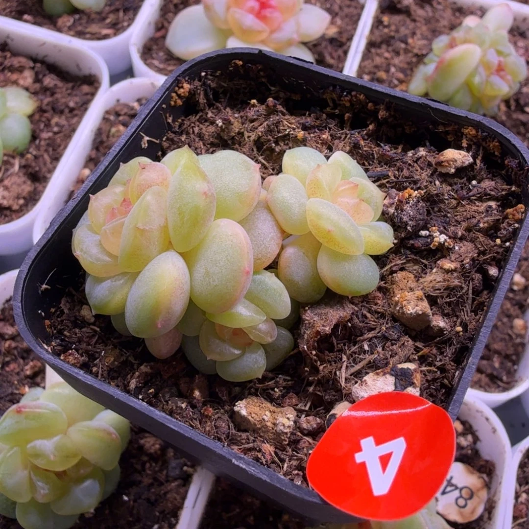 4号甜心荔枝一物一拍