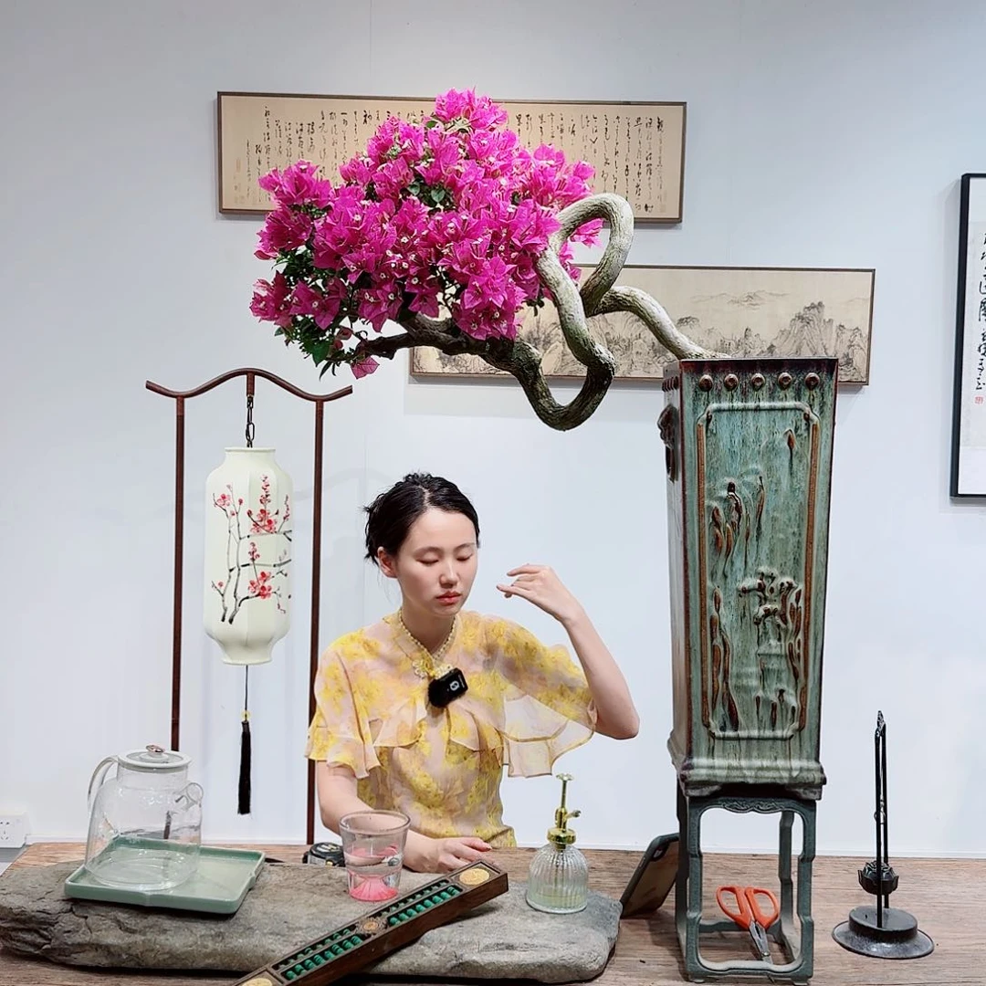 与***游无花朵三角梅三角梅三角梅