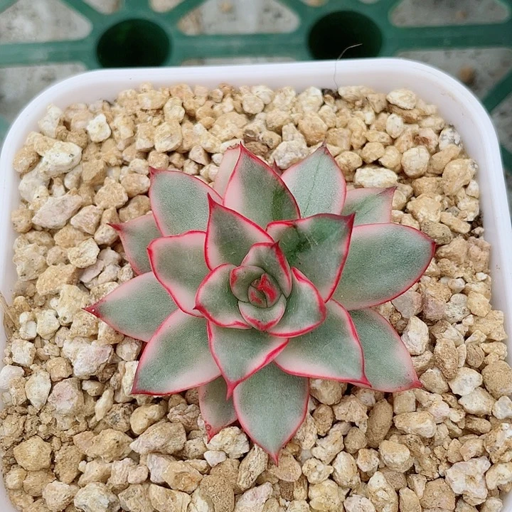 吉赛尔锦。锦龙多肉园艺