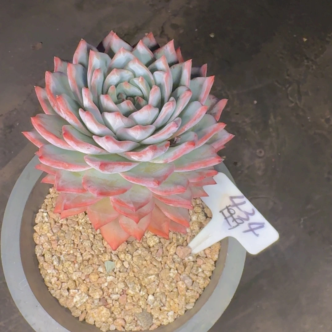 多肉植物的生长发育和