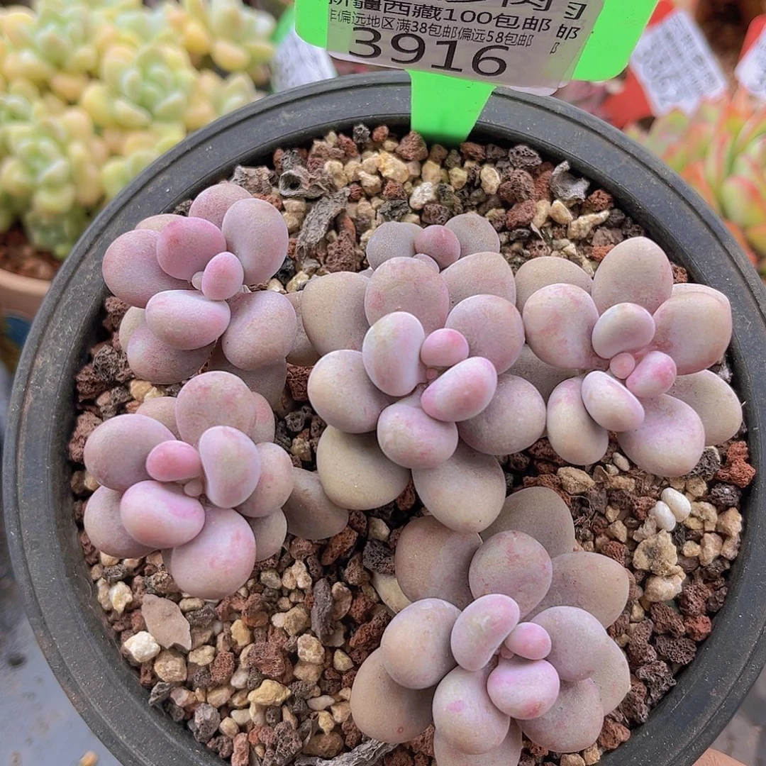 3916桃蛋多肉植物