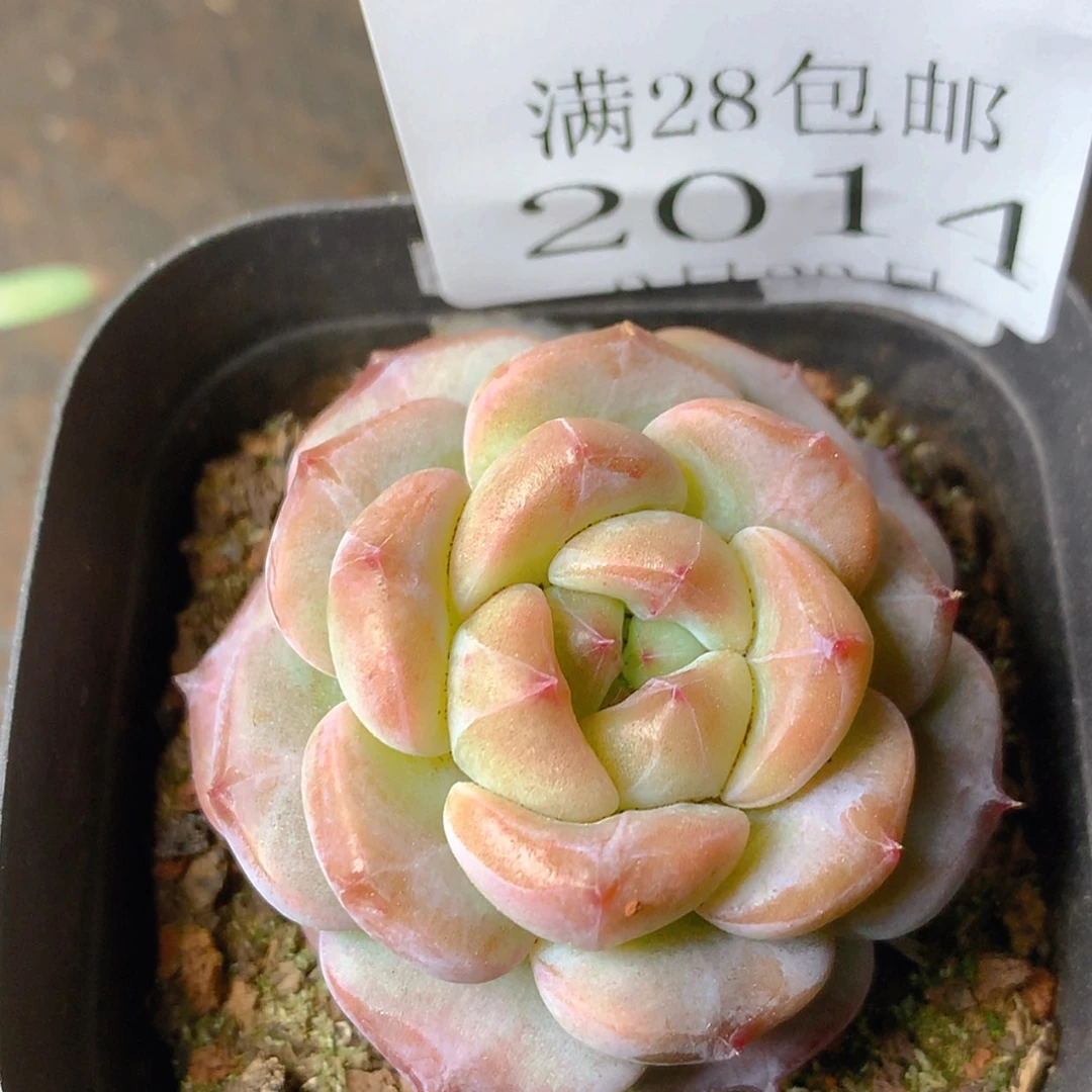 【闪购商品】云2014