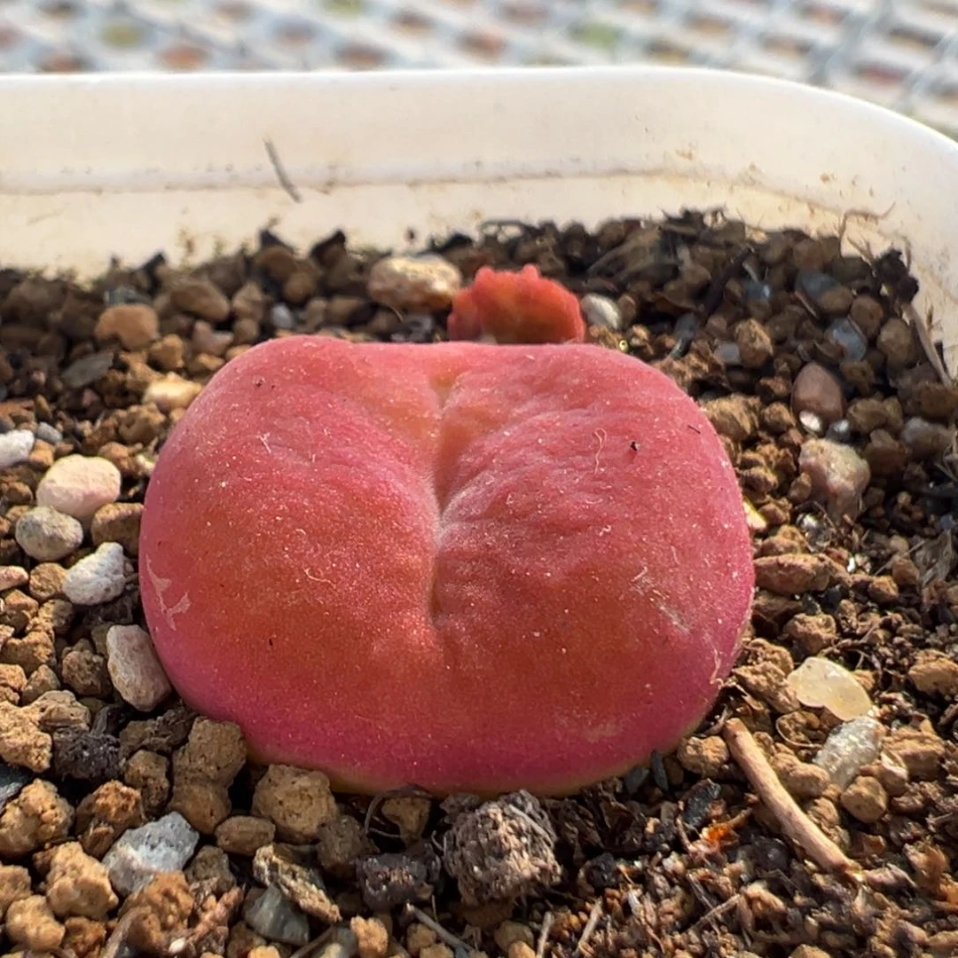 198多肉植物水蜜桃1430.5